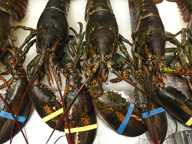 Get Maine Lobster for $89