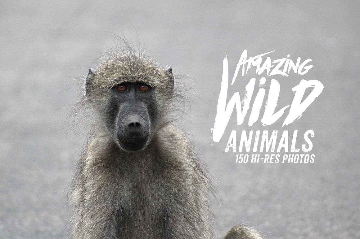 150 Hi-Res Wild Animal Photos from Africa – only $6!