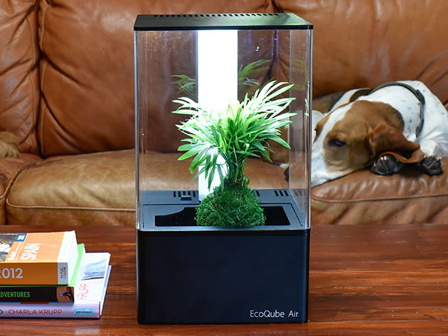 EcoQube Air Desktop Greenhouse for $179